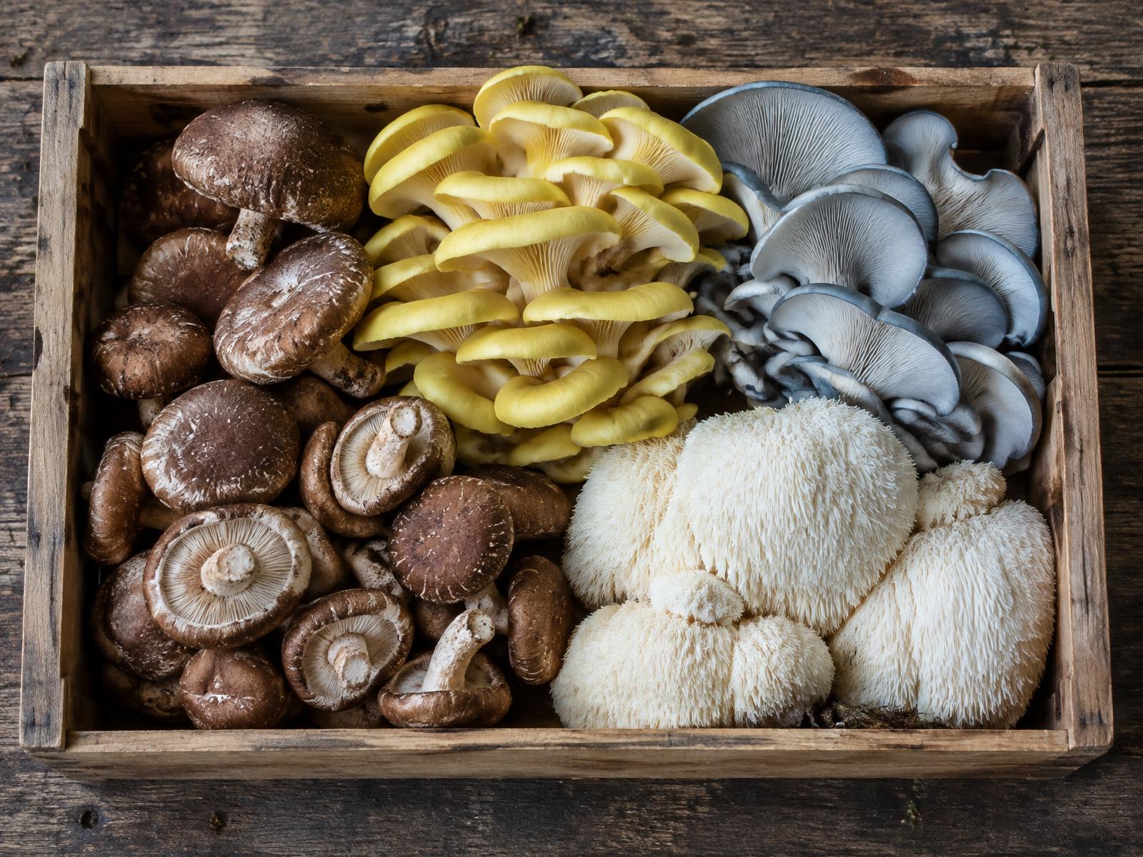 Shiitake