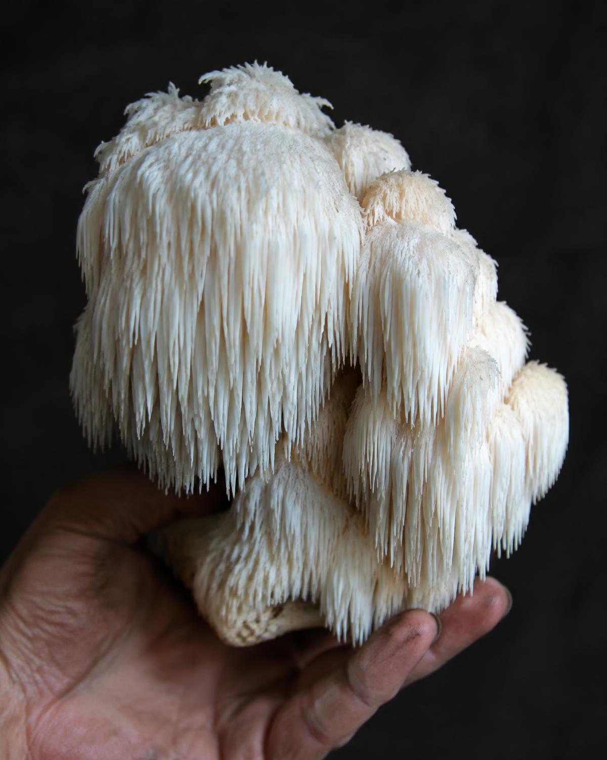 Lion's Mane