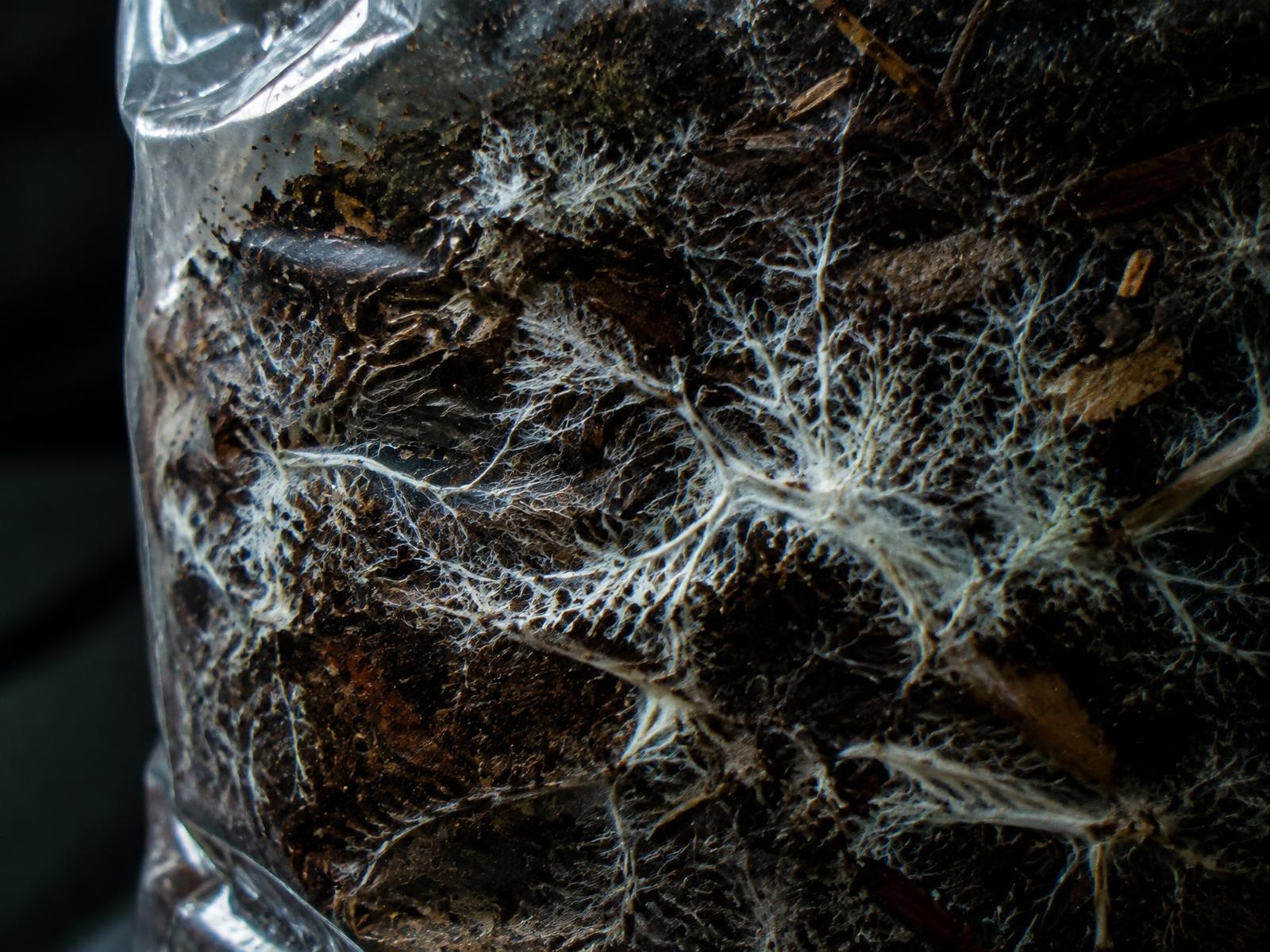 Mycelium threading through hardwood substrate